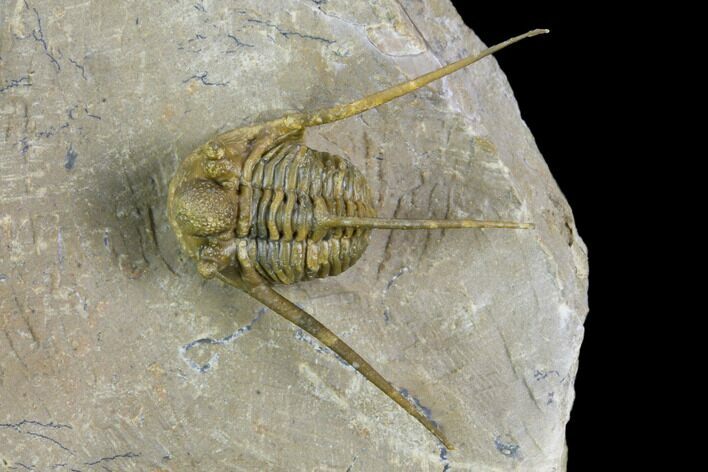 Cyphaspis Eberhardiei Trilobite - Foum Zguid, Morocco #125139